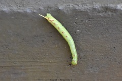 Cypoides chinensis