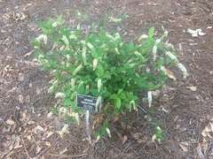 Iteaceae