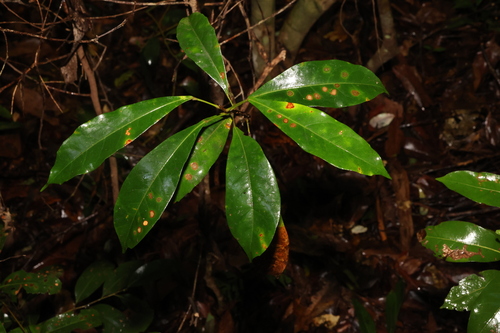 Image of Elaeocarpus eumundi by (c) Greg Tasney, some rights reserved (CC BY-SA)