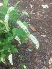 Iteaceae