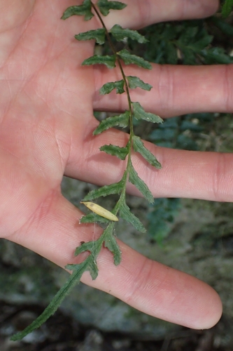 Image of Blechnum molle by (c) Oscar Dove, some rights reserved (CC BY)
