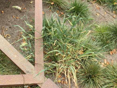 Littleseed canarygrass (Phalaris minor)