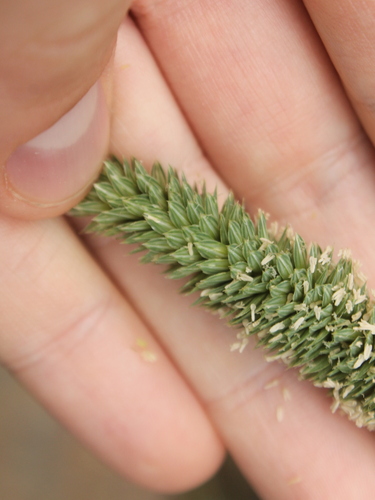 Image of Phalaris minor by (c) Joe Dillon, some rights reserved (CC BY)