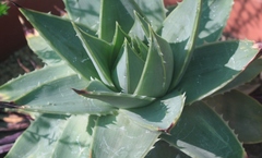 Aloe polyphylla