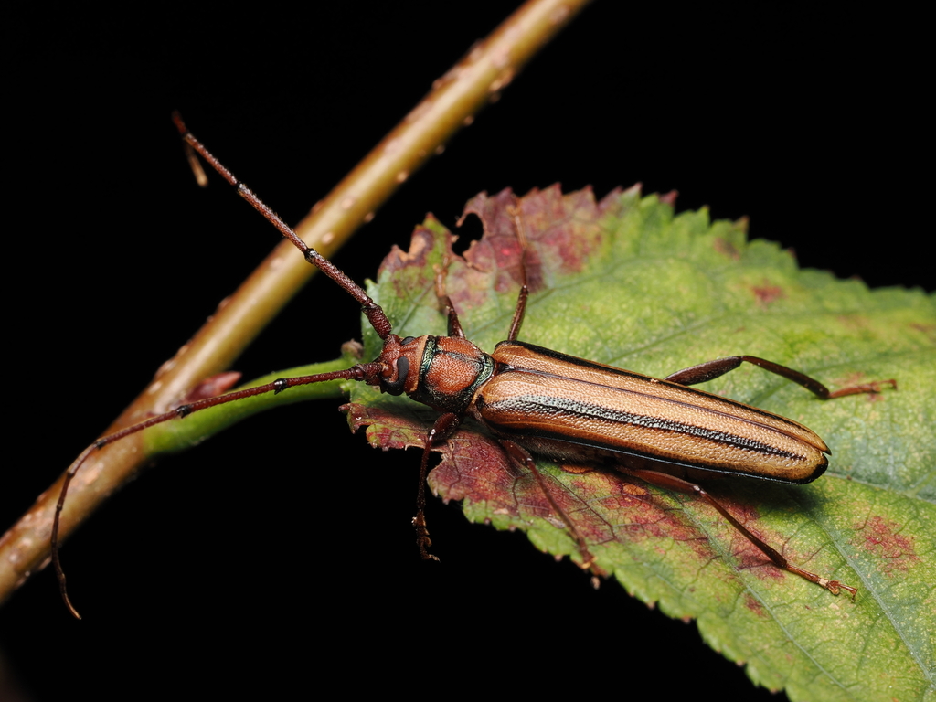 Xystrocerini