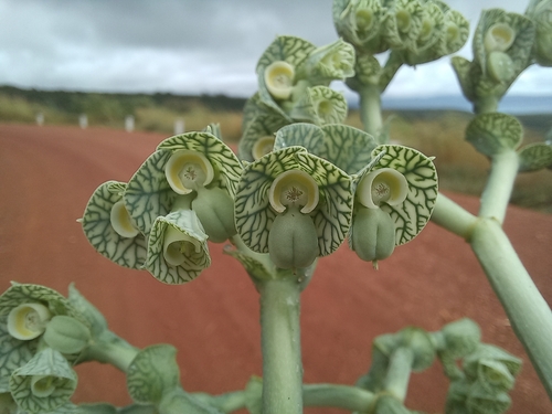 Euphorbia neoglabrata