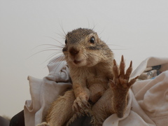 Euxerus erythropus
