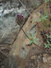 Trifolium albopurpureum