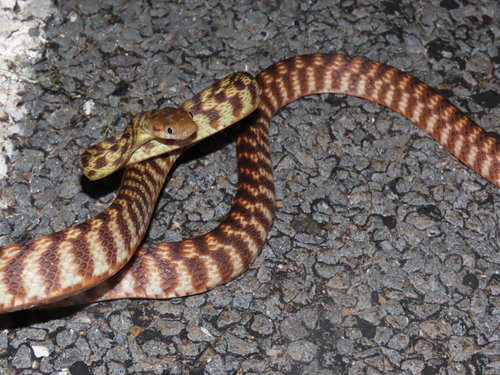 Brown Tree Snake sighting