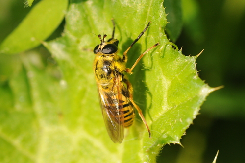 Dyar's Yellowjacket Fly