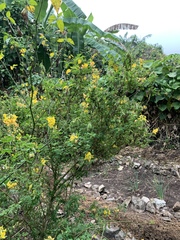 Crotalaria longirostrata