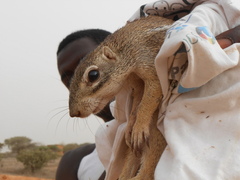Euxerus erythropus