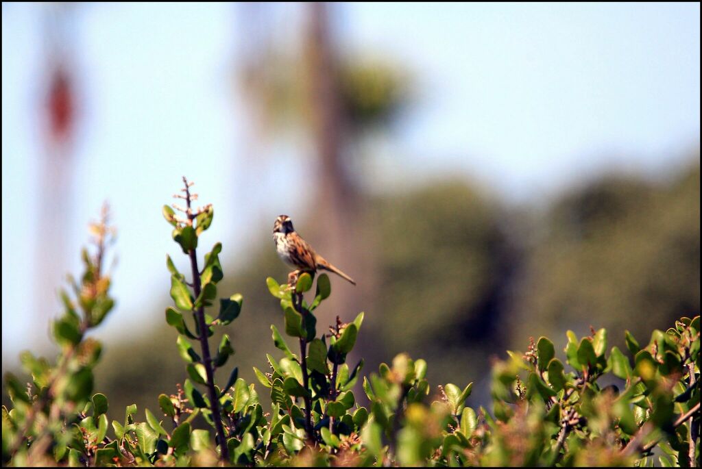 Song Sparrow from Coronado, CA, USA on March 27, 2024 at 12:07 PM by ...