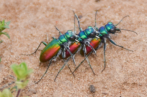 Festive Tiger Beetle photo 4