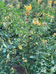 Crotalaria longirostrata