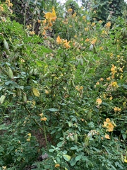 Crotalaria longirostrata