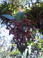 Epidendrum radioferens