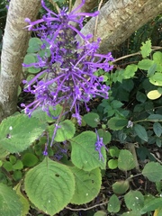 Plectranthus ambiguus