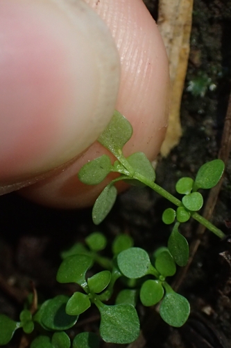 Image of Callitriche muelleri by (c) Oscar Dove, some rights reserved (CC BY)