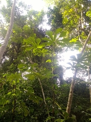 Cecropia adenopus