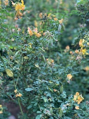 Crotalaria longirostrata