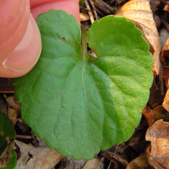 Viola triloba