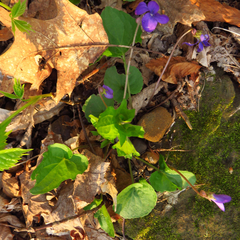 Viola triloba