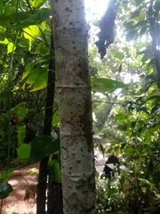 Cecropia adenopus