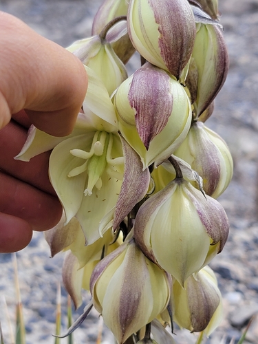 Yucca harrimaniae