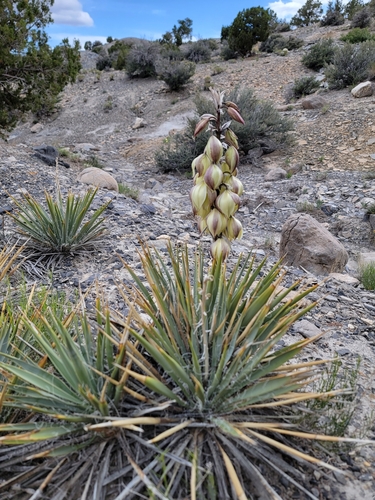 Yucca harrimaniae