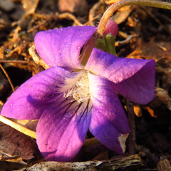 Viola triloba