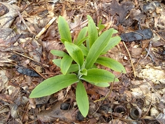 Digitalis grandiflora