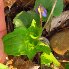Viola triloba