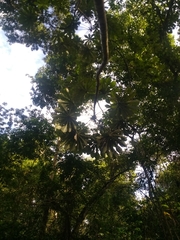 Cecropia adenopus