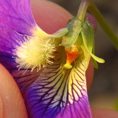 Viola triloba