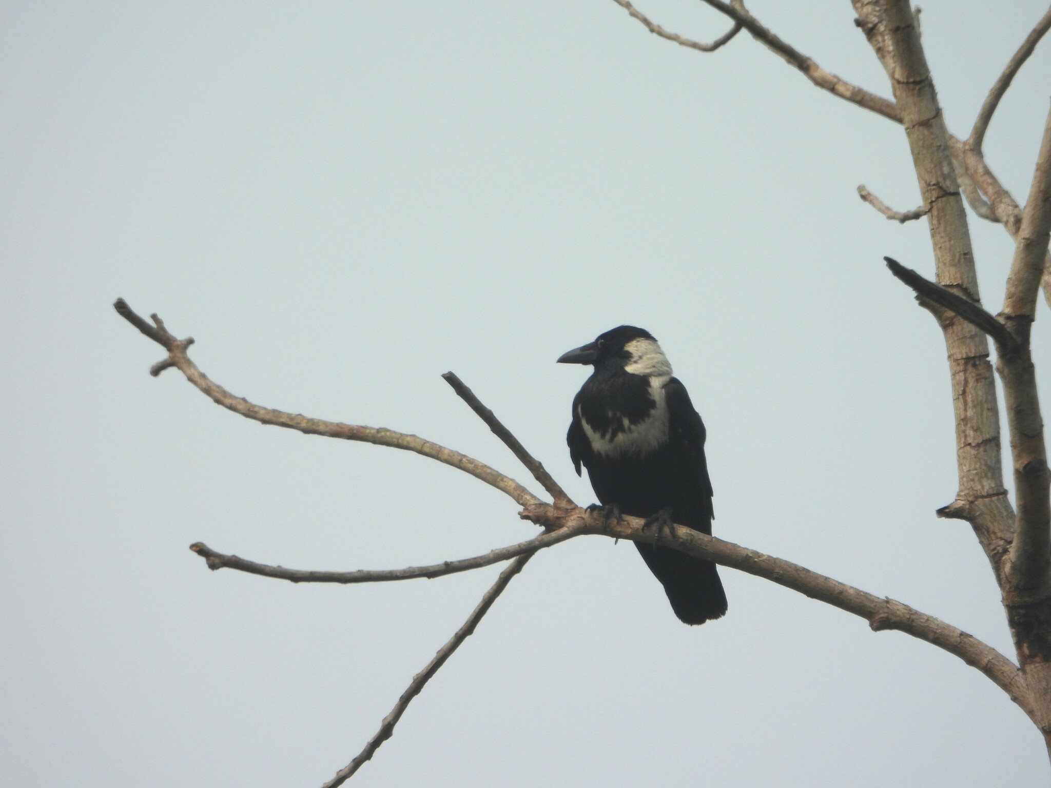 Collared Crow