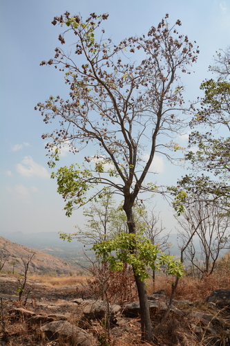 Image of Pterocarpus marsupium by (c) Siddarth Machado, some rights reserved (CC BY)