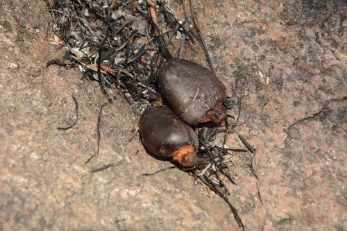 Image of Semecarpus anacardium by (c) Siddarth Machado, some rights reserved (CC BY)