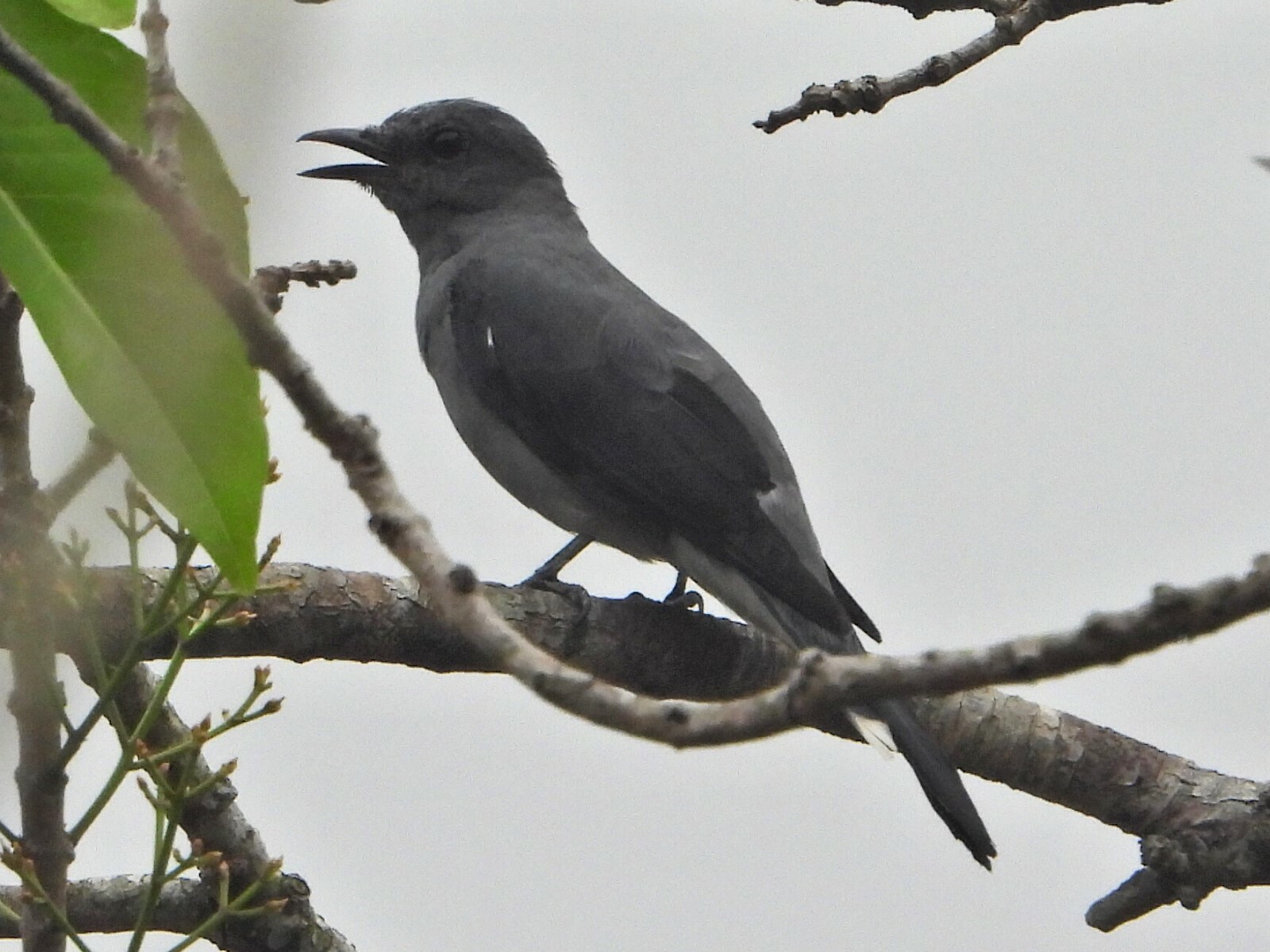 Black-winged Cuckooshrike