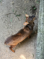 Pudu