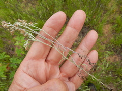 Gamochaeta falcata