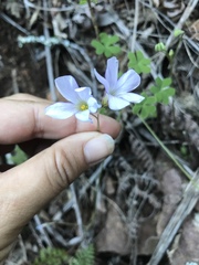 Oxalis dentata