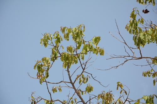Image of Terminalia elliptica by (c) Siddarth Machado, some rights reserved (CC BY)