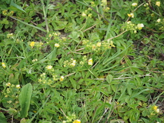 Potentilla kleiniana