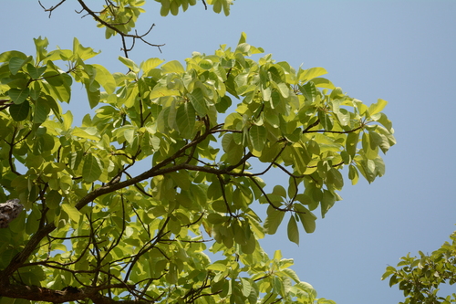 Image of Terminalia bellirica by (c) Siddarth Machado, some rights reserved (CC BY)