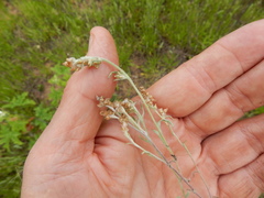 Gamochaeta falcata