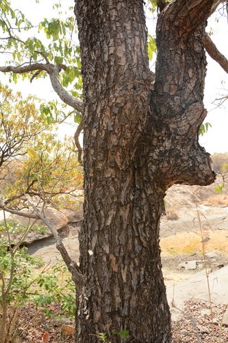 Image of Terminalia elliptica by (c) Siddarth Machado, some rights reserved (CC BY)