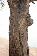Anthoshorea roxburghii, photograph Siddarth Machado, CC BY, iNaturalist via GBIF