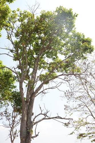 Anthoshorea roxburghii, photograph 3