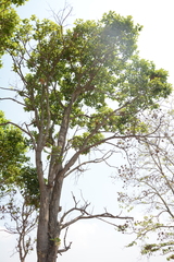 Anthoshorea roxburghii, photograph Siddarth Machado, CC BY, iNaturalist via GBIF